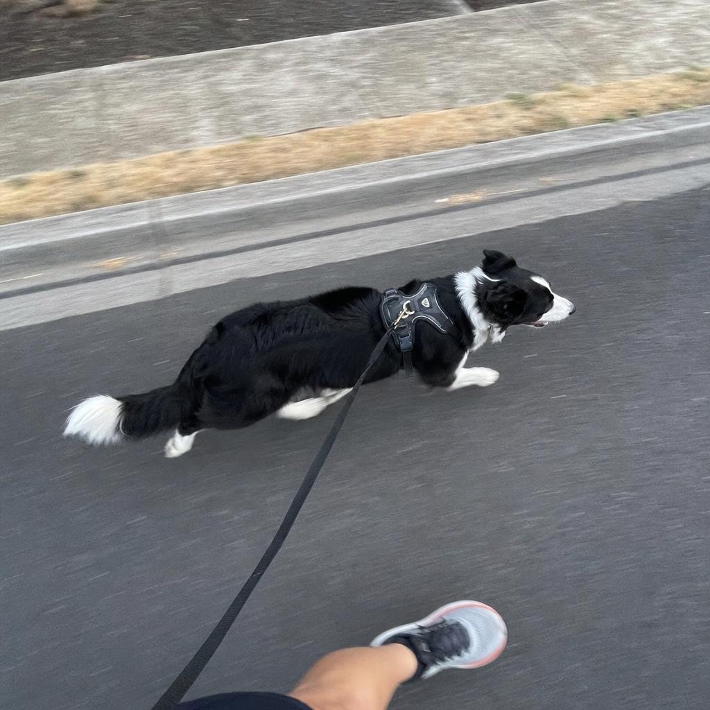 Person running a border collie on a quiet country road